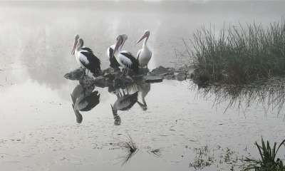 Discover the Delight of Bird Watching in Shepparton & Goulburn Valley