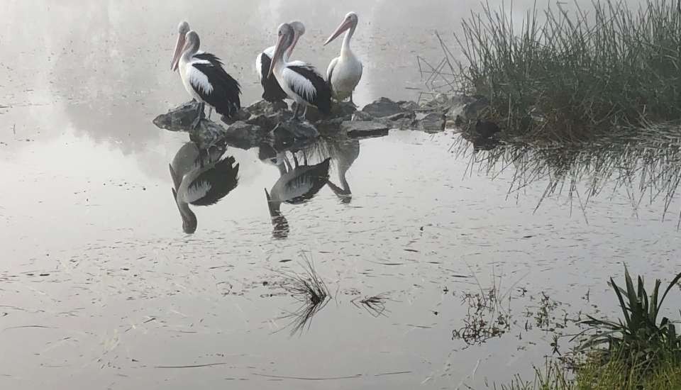 Pelicans Diana