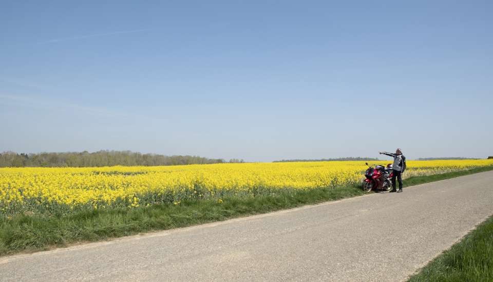 Motorbike and canola