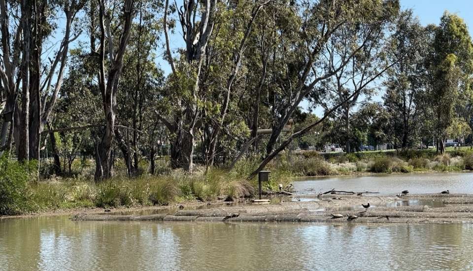 Turtles basking in the sun at Victoria Park Lake wetlands