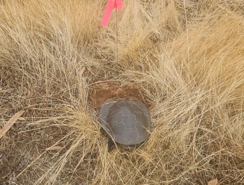 Murray River Turtle Nesting Photo Graham Stockfeld Turtles Australia Inc