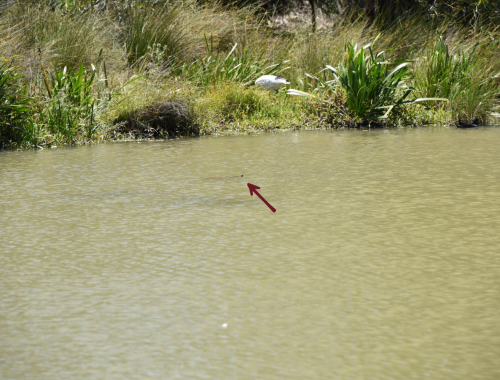 Victoria Park Lake Turtles - November 2025 1