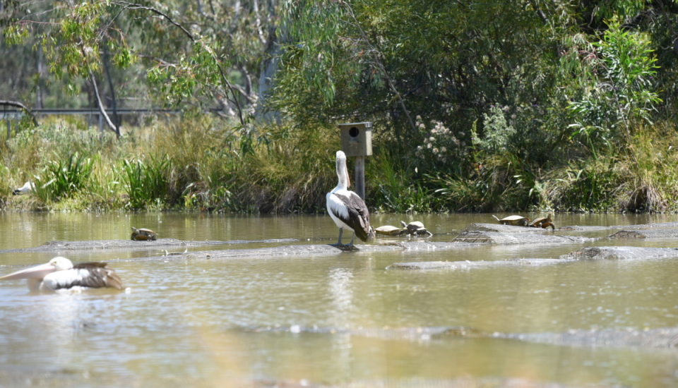 Victoria Park Lake Turtles - November 2025 2