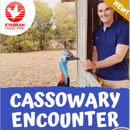 Cassowary Encounter