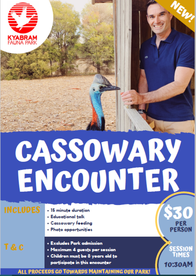 Cassowary Encounter