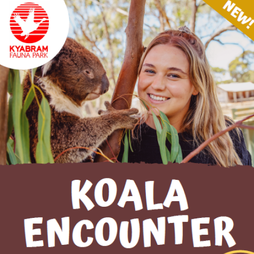 Koala Encounter