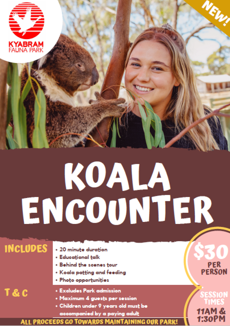 Koala Encounter