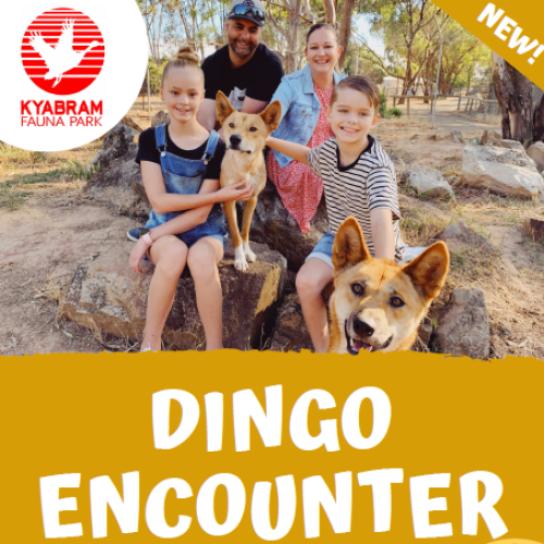 Dingo Encounter
