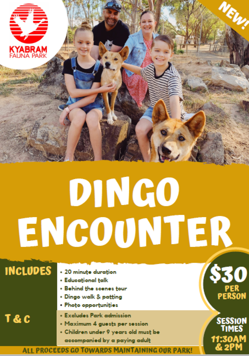 Dingo Encounter