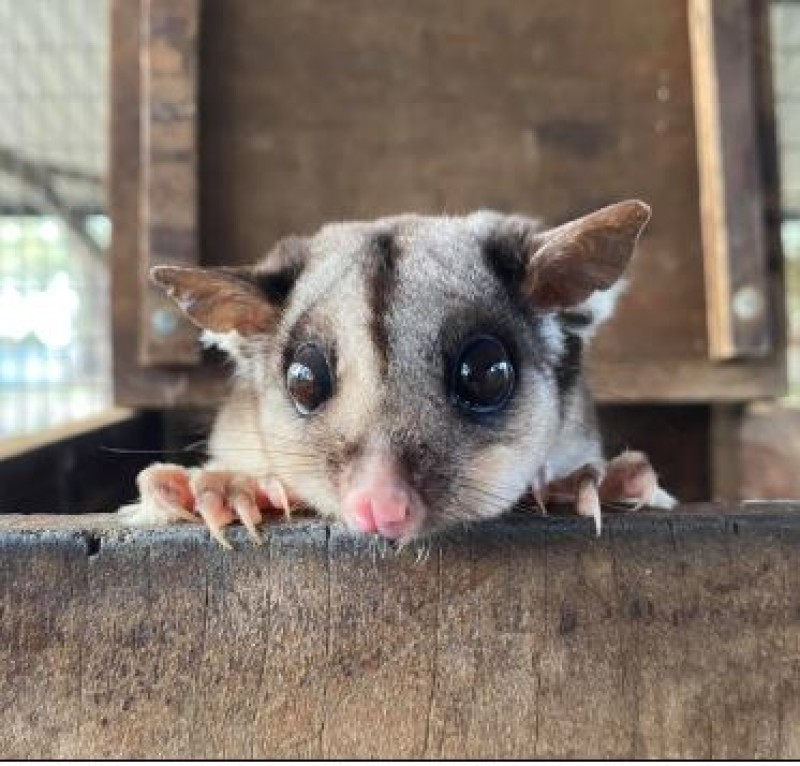 Animal Pop Up at Greater Shepparton Visitor Centre