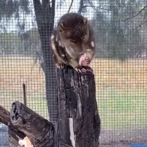 Creatures of the Night Tours