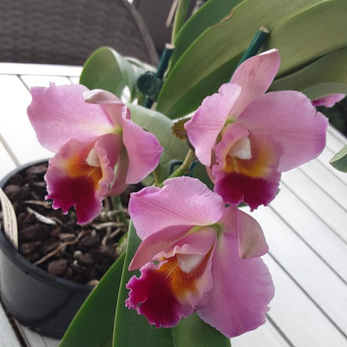 Spring Spectacular of Orchids