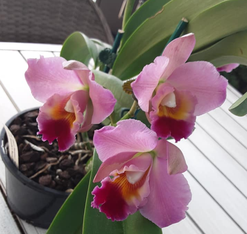 Spring Spectacular of Orchids