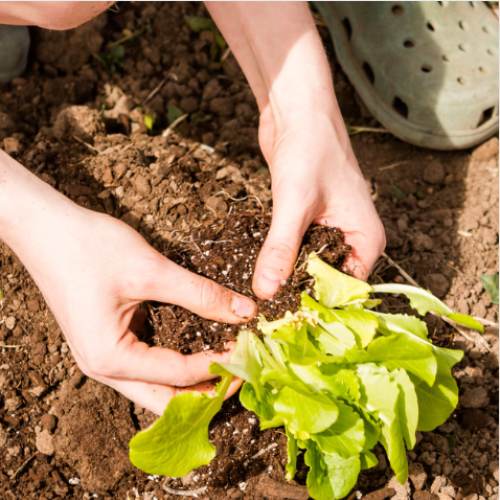 Sprout Mud and Messy Play