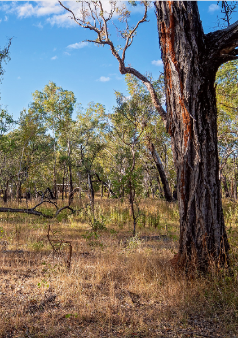 Boulevard Bush Reserve Community Day