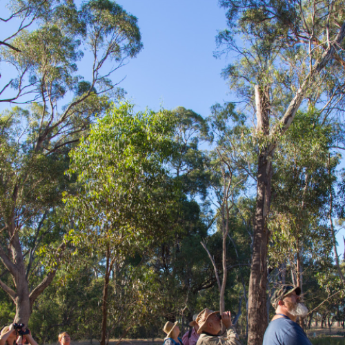 Breakfast with the Birds