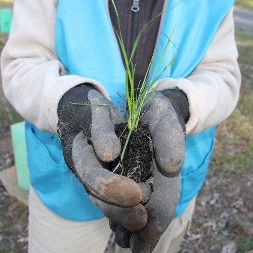 Re-potting Banksias