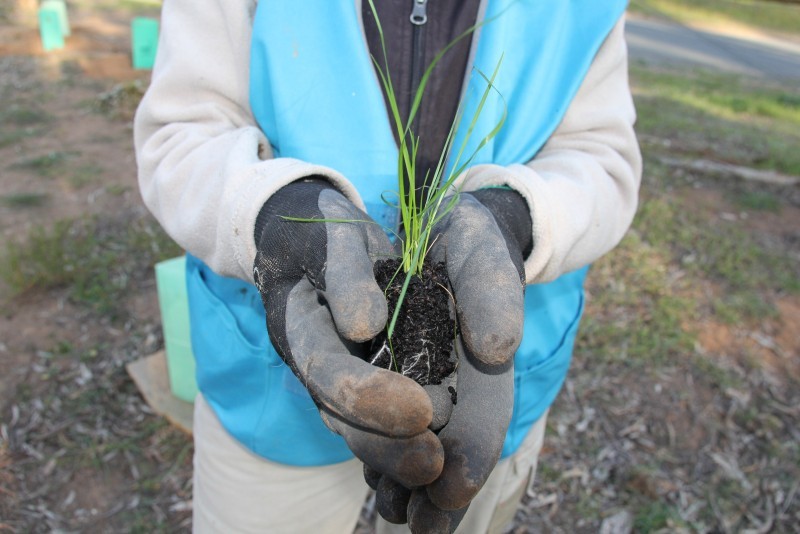 Re-potting Banksias