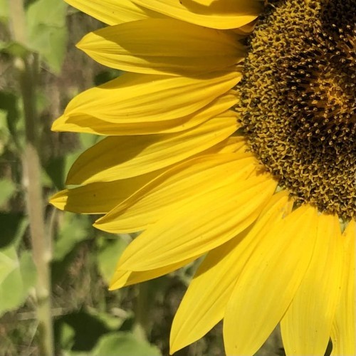 Eden Farm Sunflower Festival