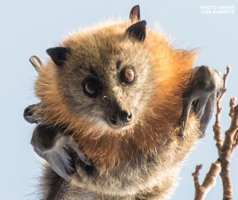 Bats in our Neighbourhood