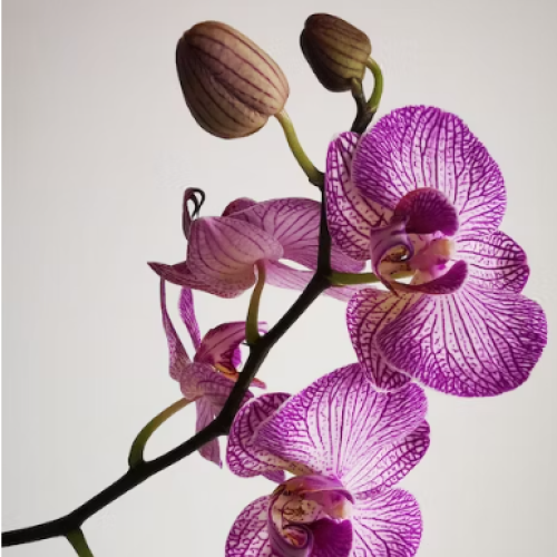 Spring Spectacular of Orchids 2023