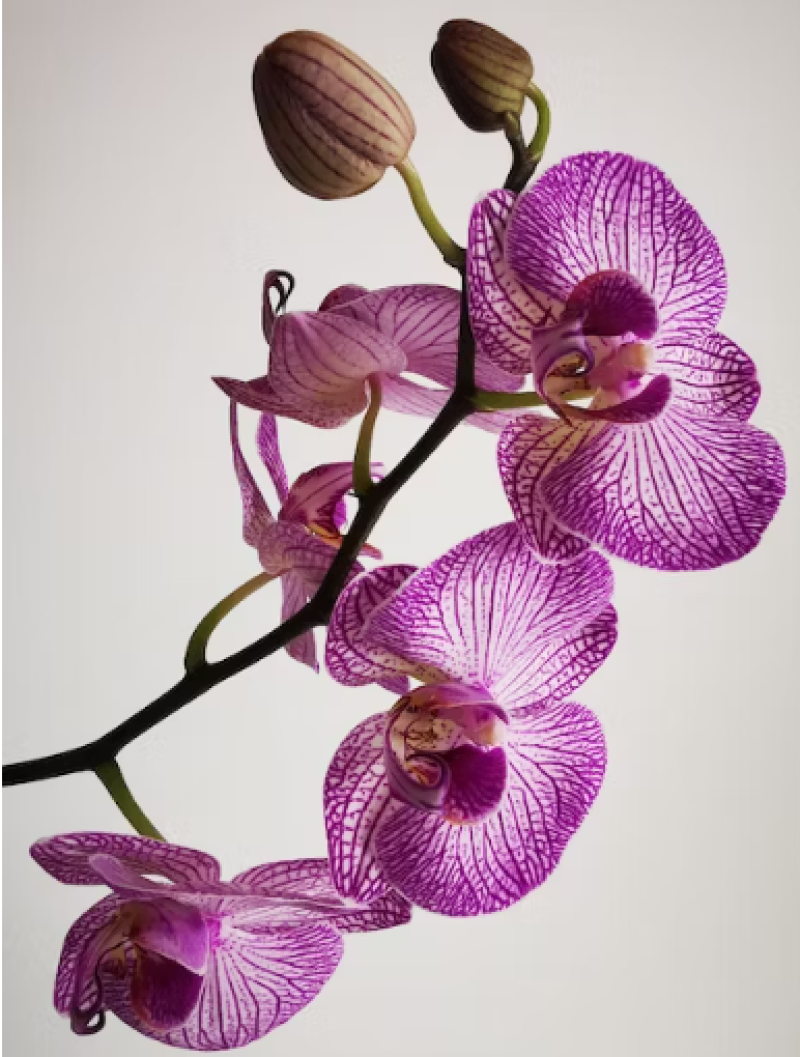 Spring Spectacular of Orchids 2023