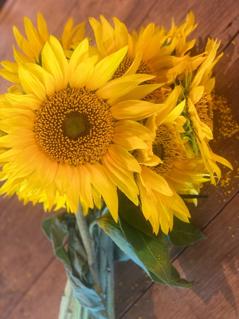 Davies Family Farm Sunflower Field 