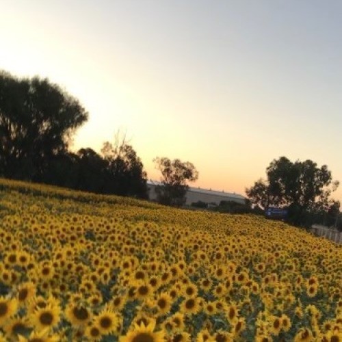 Davies Family Farm Sunflower Field 