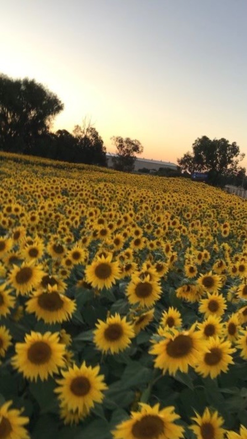Davies Family Farm Sunflower Field 