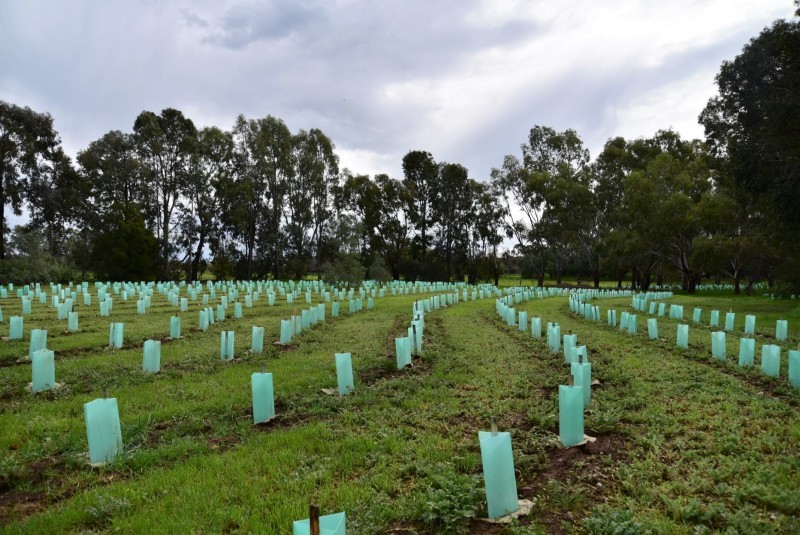 Murchison Community Planting