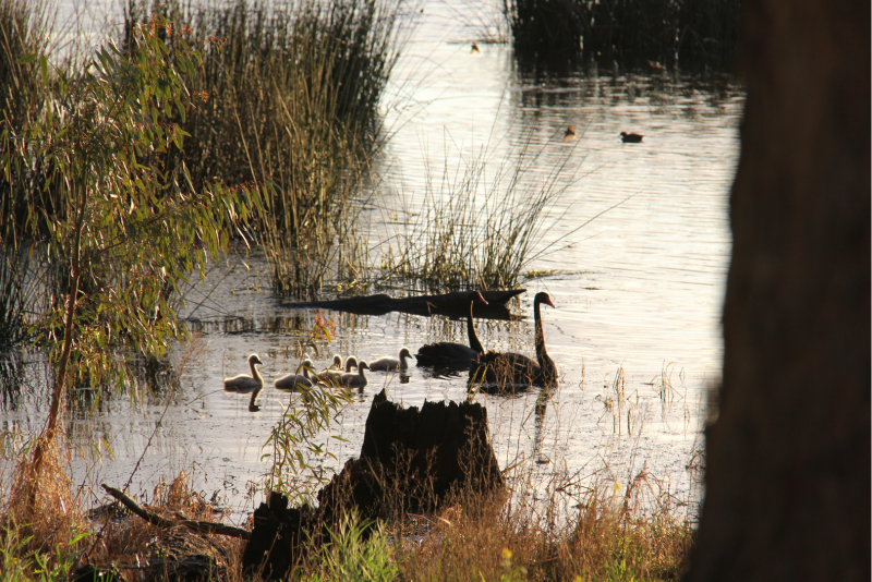 Breakfast with the Birds