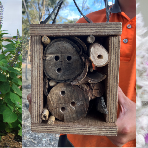 Plants and Pollinators at Sprout