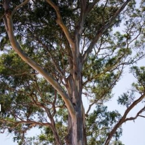 An Afternoon About Native Trees