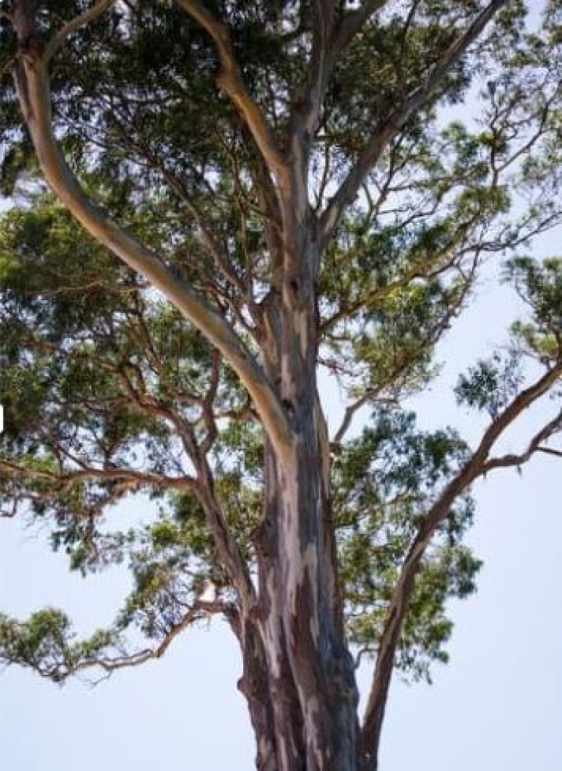 An Afternoon About Native Trees