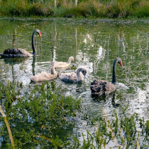 Awe-dventure at the Lake