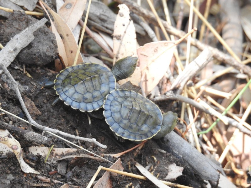 Turtle Talk 2025