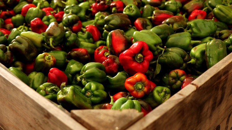 Albanian Harvest Festival 