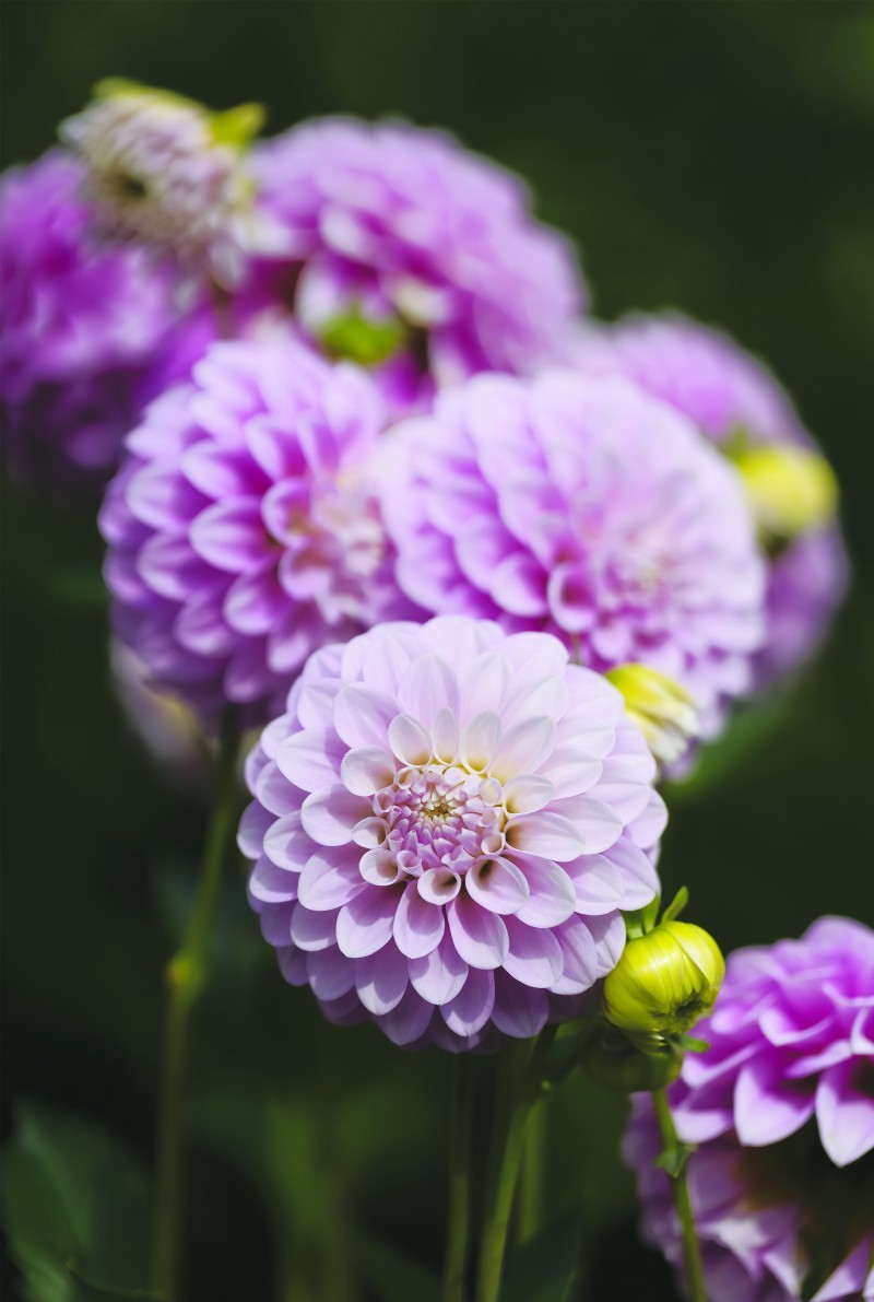 Blooming for the Future