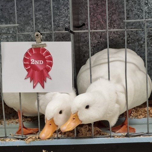Victorian Waterfowl Spectacular Show