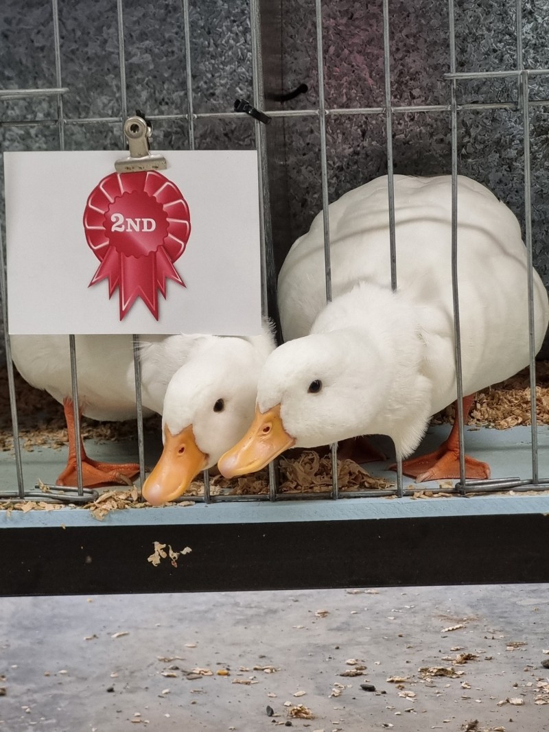 Victorian Waterfowl Spectacular Show