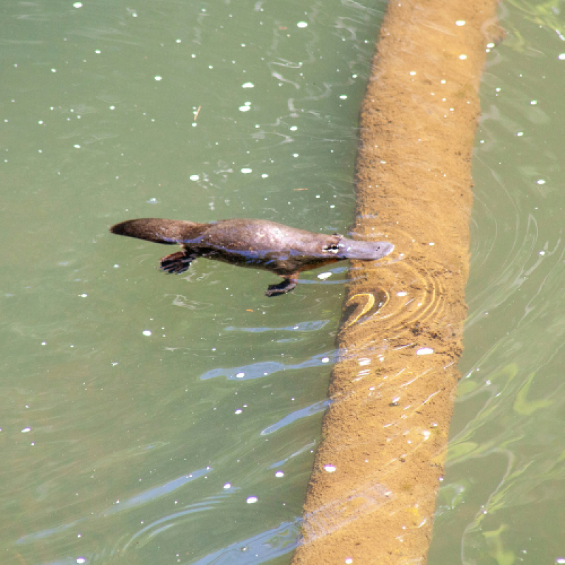 Platy-Picnic along the Broken River
