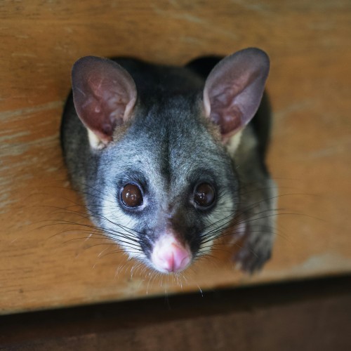 Native Wildlife Rescue with Bohollow Wildlife Shelter