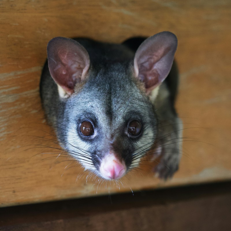 Native Wildlife Rescue with Bohollow Wildlife Shelter