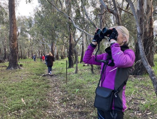 Binoculars - in bush