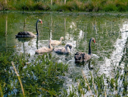 Vic Park Lake Swans