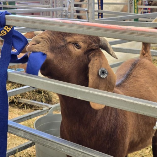 149th Annual Shepparton Show