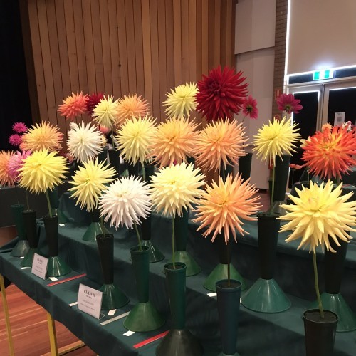 Victorian Country Dahlia Championships & Annual Flower Show