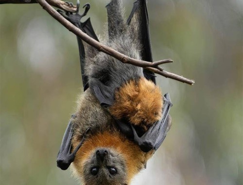 Bat Night Please credit Suzanne Barker Photography