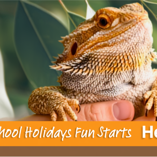 School Holiday Wild About Reptiles