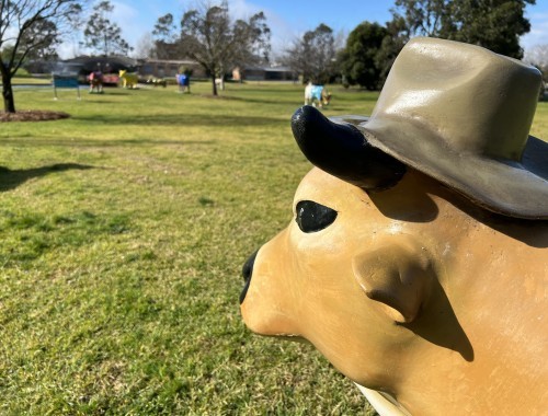 Country Cow - Monash Park - August 2022 IMG 5462 - web